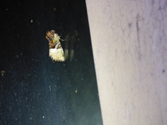 Meropleon diversicolor