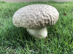 Calvatia
