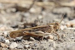 Locusta migratoria cinerascens