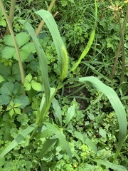 Echinochloa crus-galli