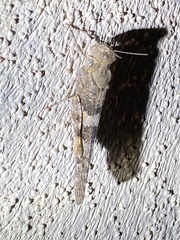 Trimerotropis pallidipennis