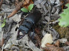 Lucanus cervus