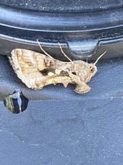 Chrysodeixis