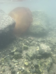 Chrysaora fuscescens