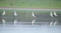 Recurvirostra americana