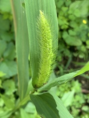 Echinochloa crus-galli