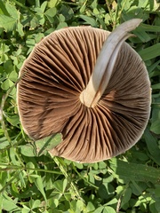Agrocybe
