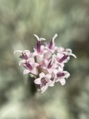 Chaenactis thompsonii