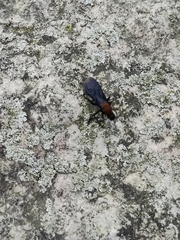 Dasymutilla occidentalis