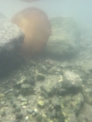 Chrysaora fuscescens