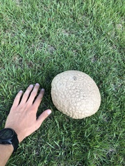 Calvatia