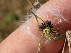 Lactuca serriola