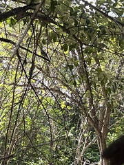 Dryobates pubescens