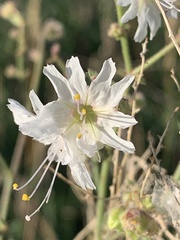 Mirabilis linearis