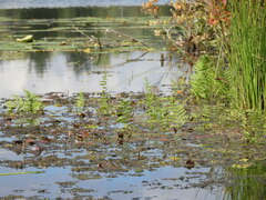 Thelypteris palustris