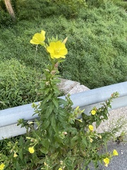 Oenothera biennis