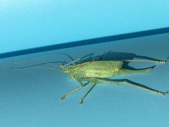 Meconema thalassinum