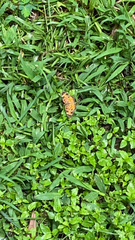 Phyciodes tharos