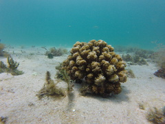Pocillopora