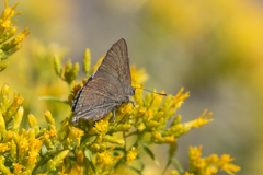 Satyrium tetra