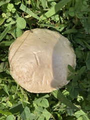Agrocybe