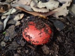 Russula cremoricolor