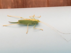 Meconema thalassinum