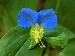 Commelina communis