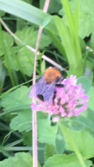 Bombus hypnorum