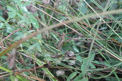 Chorthippus dorsatus