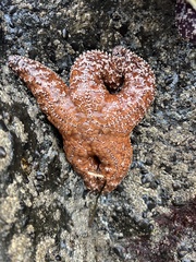 Pisaster ochraceus