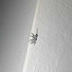 Cyphicerini