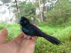 Terpsiphone atrochalybeia