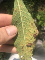 Coleosporium vernoniae