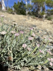 Chaenactis thompsonii