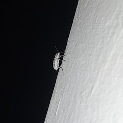 Cyphicerini