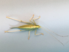 Meconema thalassinum