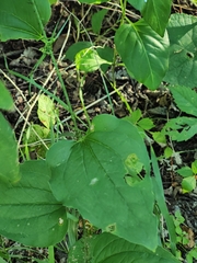 Smilax tamnoides