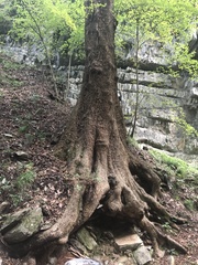 Platanus