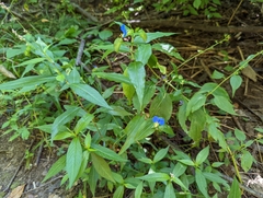 Commelina communis