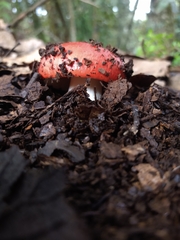 Russula cremoricolor