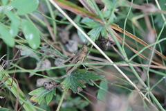 Chorthippus dorsatus