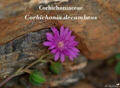 Corbichonia decumbens