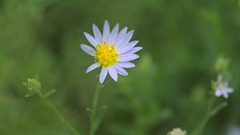 Aster altaicus