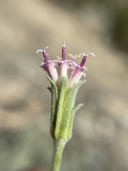 Chaenactis thompsonii