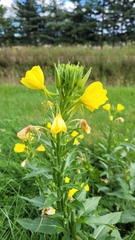 Oenothera parviflora
