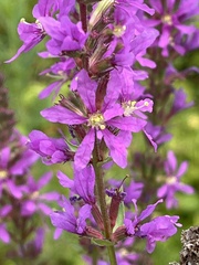 Lythrum salicaria