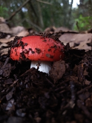Russula cremoricolor