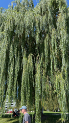 Salix babylonica
