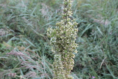 Veratrum album